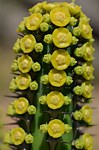 Euphorbia tescorum PV2496 Merille GPS168 v 2012 Kenya 2014_0454.jpg